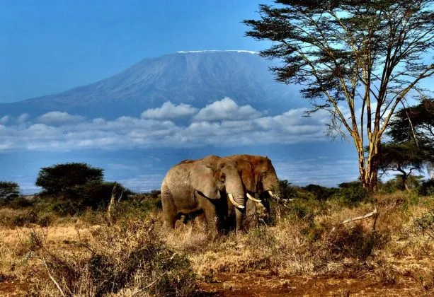 amboseli-613x420-1.webp