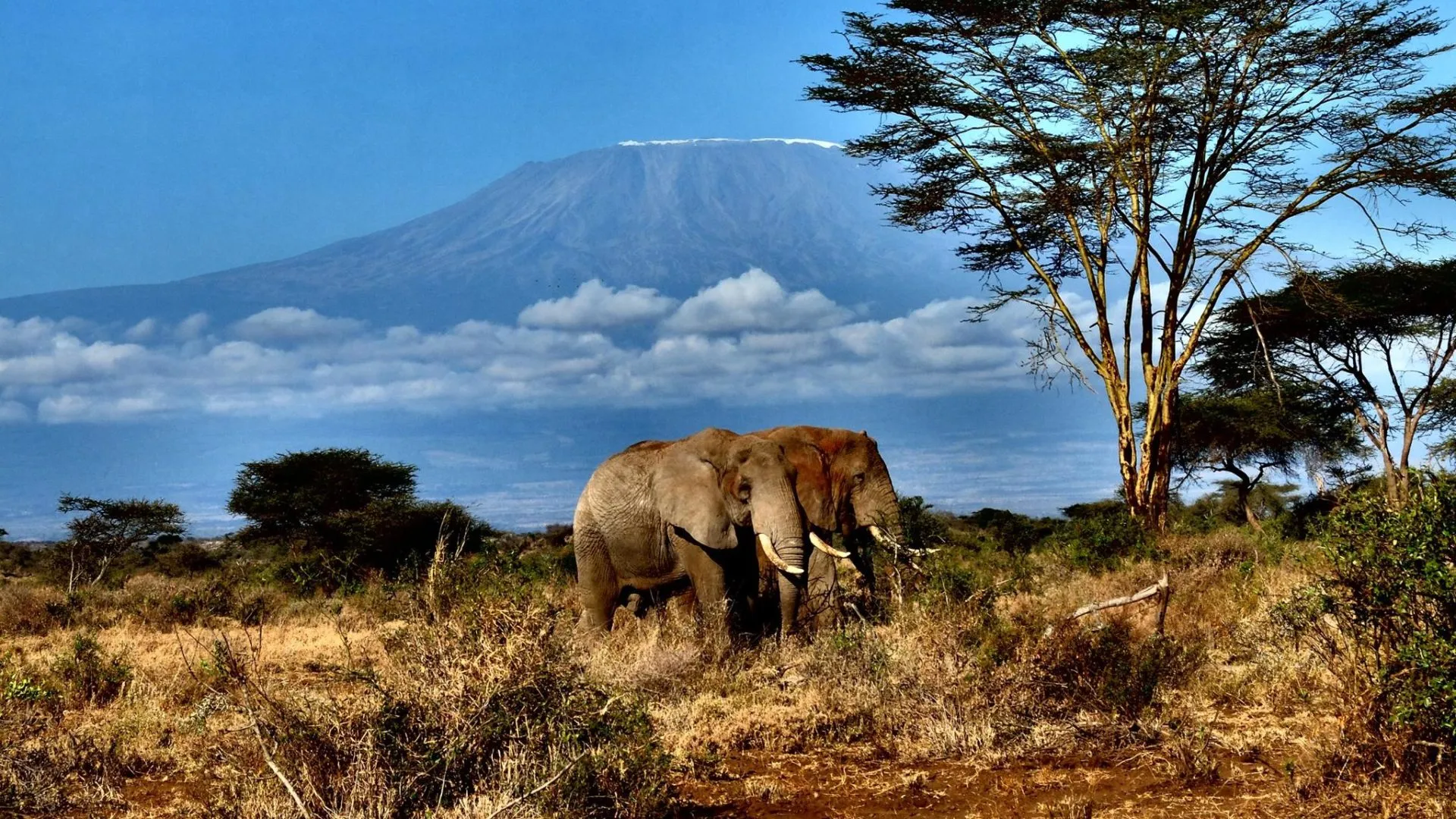 amboseli.webp