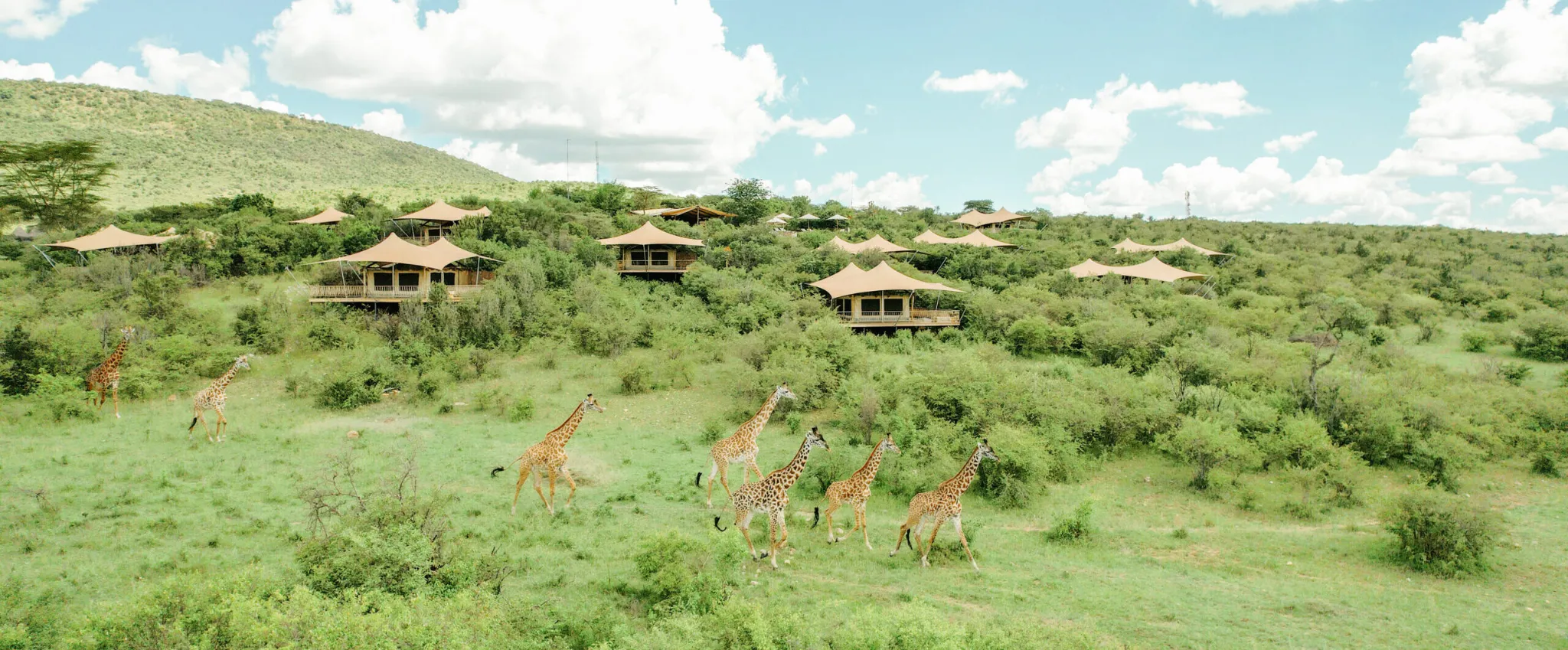 camp-mara-bushtops.webp