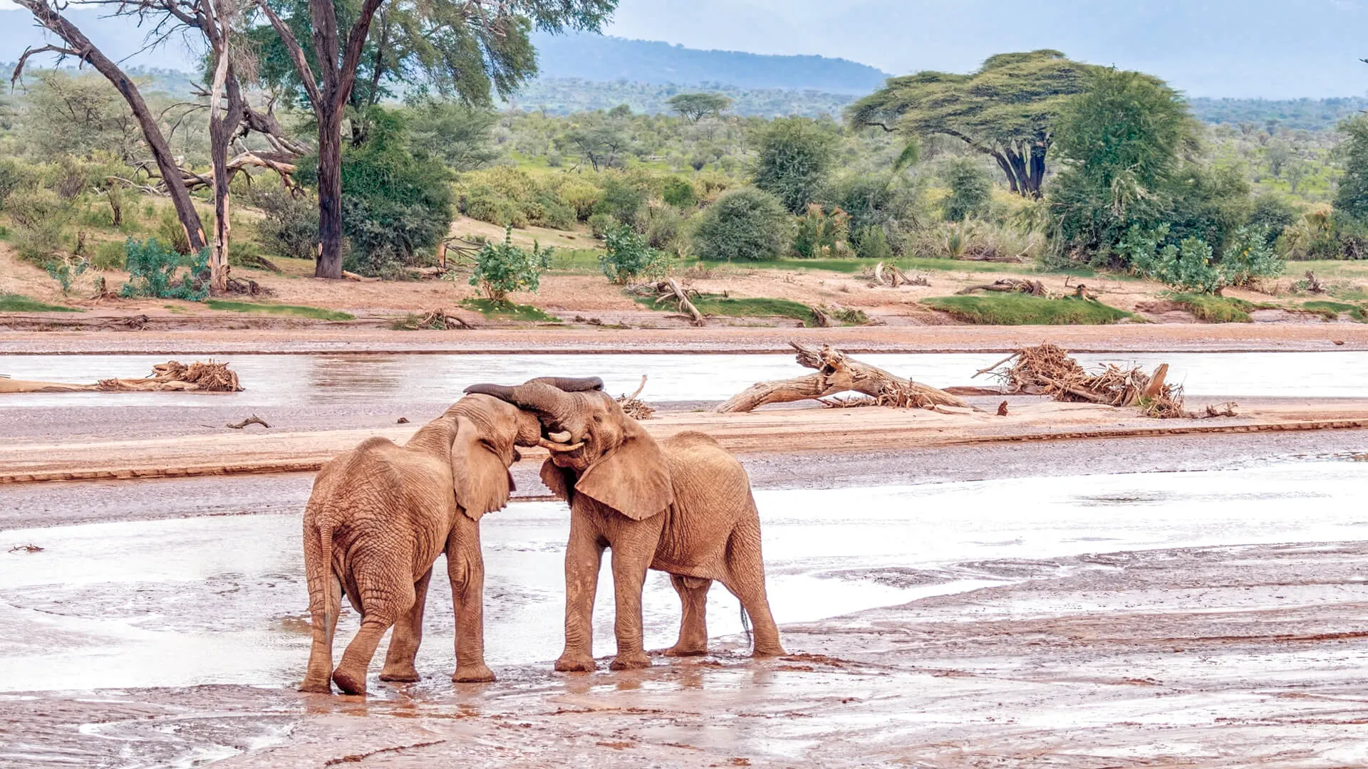 destinations-samburu-elephants.webp
