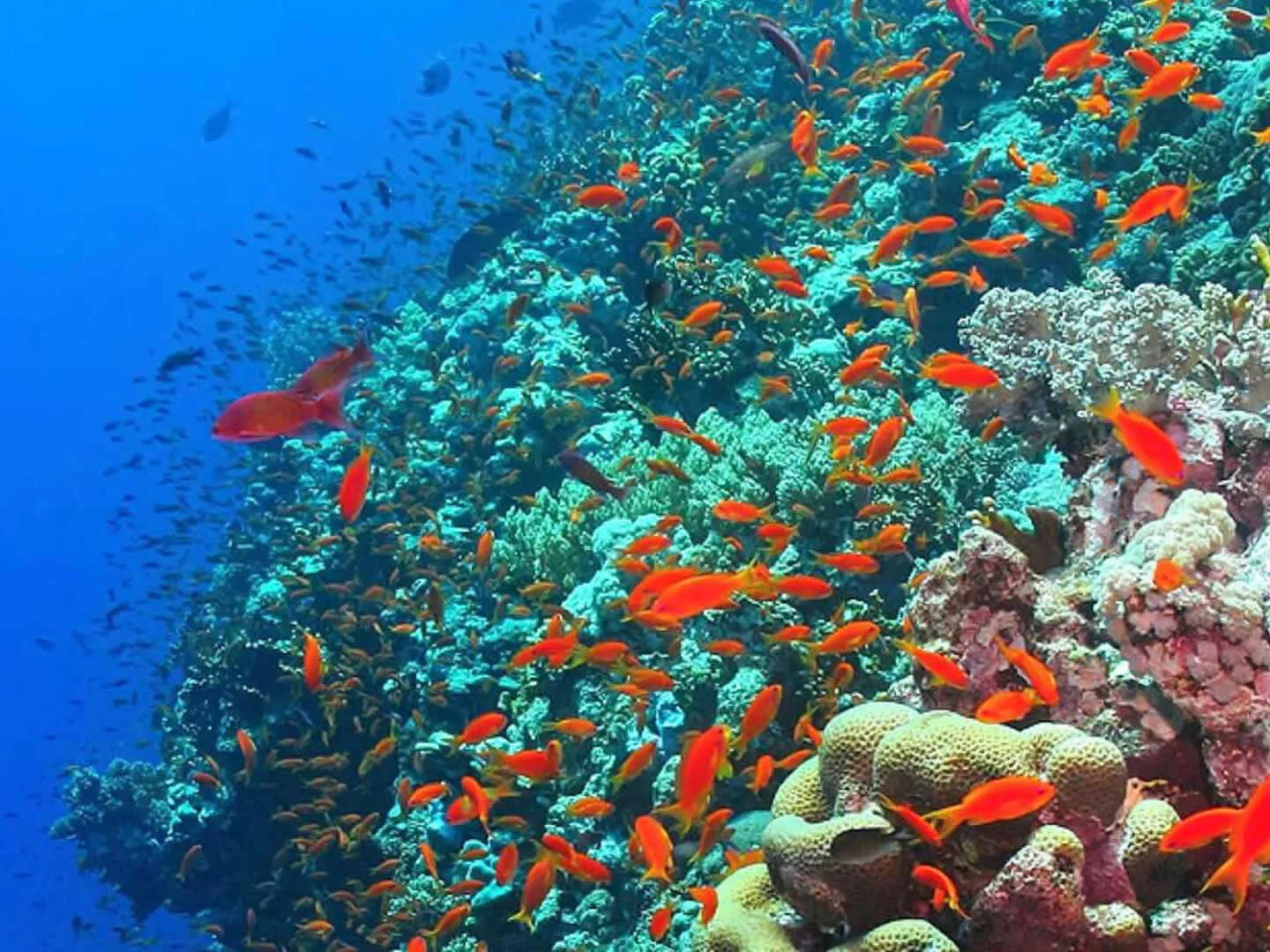 funzi-island-5.webp