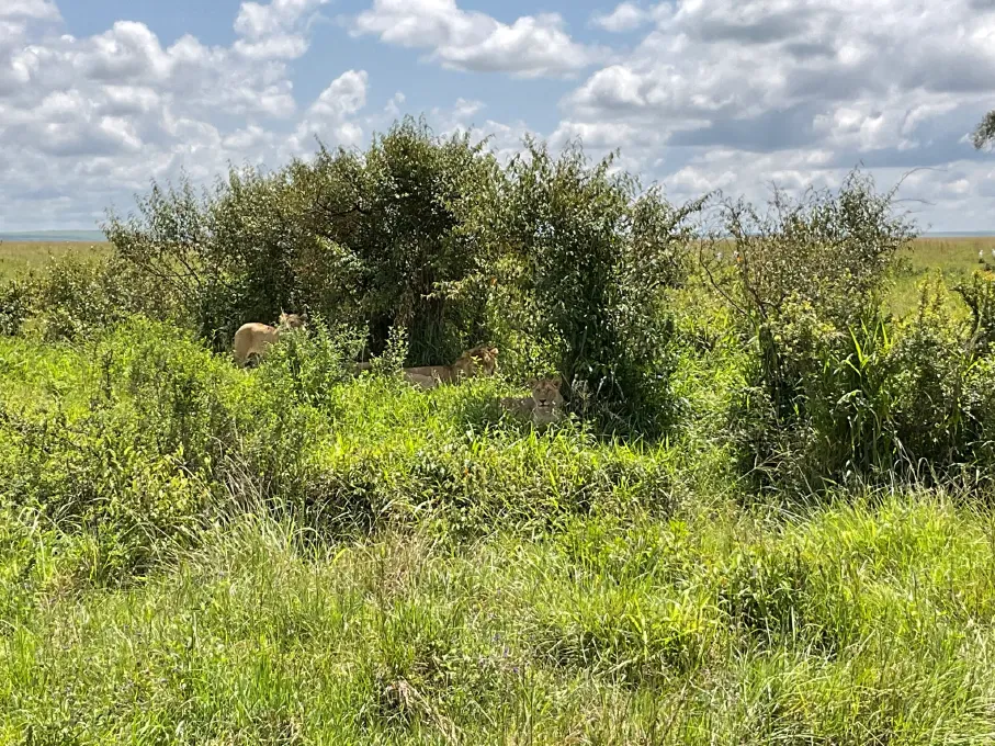 Green safari holidays oranje safari
