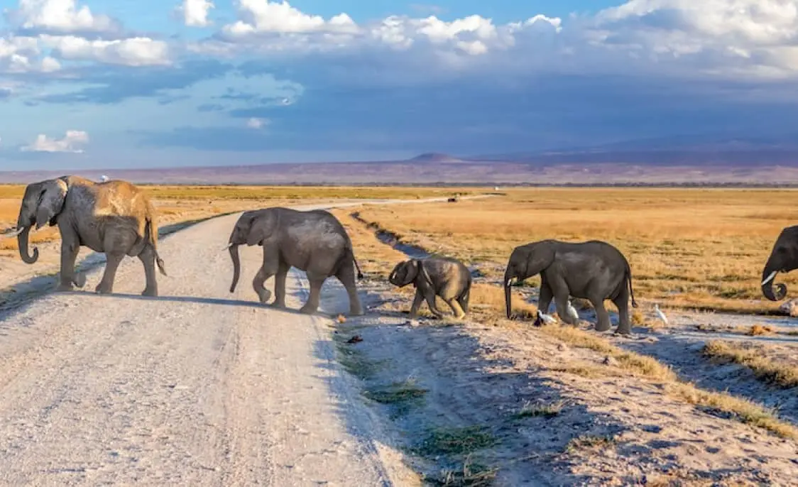 kenya-safari-gallery-2.jpg.webp