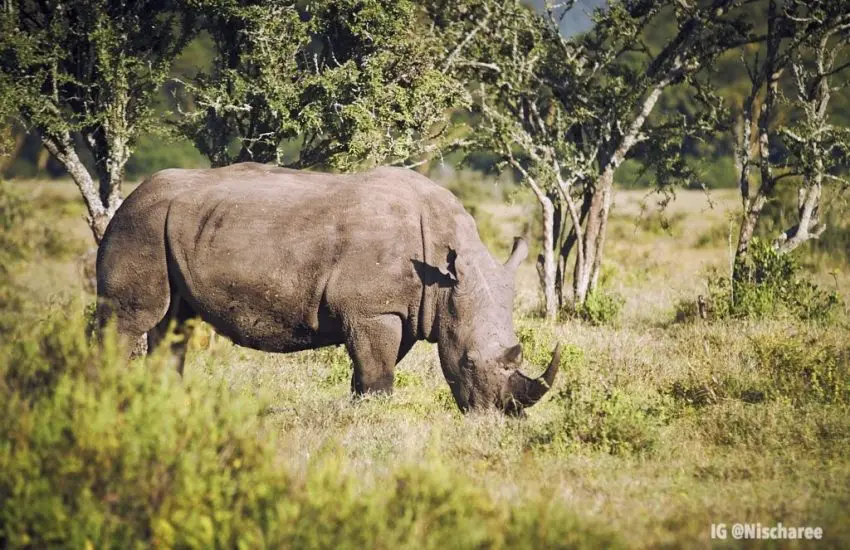 lake-nakuru-safaris.jpeg.webp