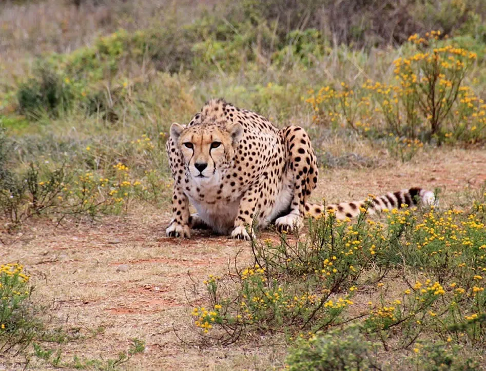leopard-11-2.webp
