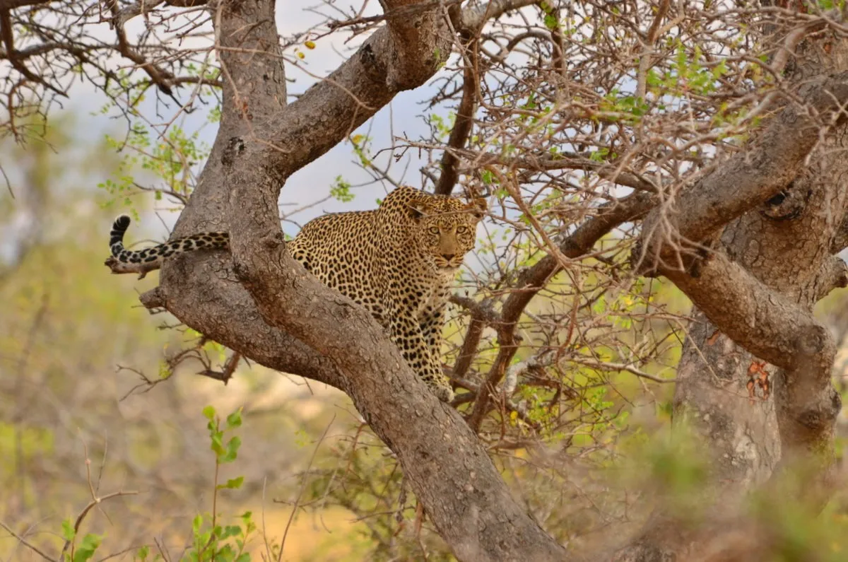 leopard-camp-1.webp