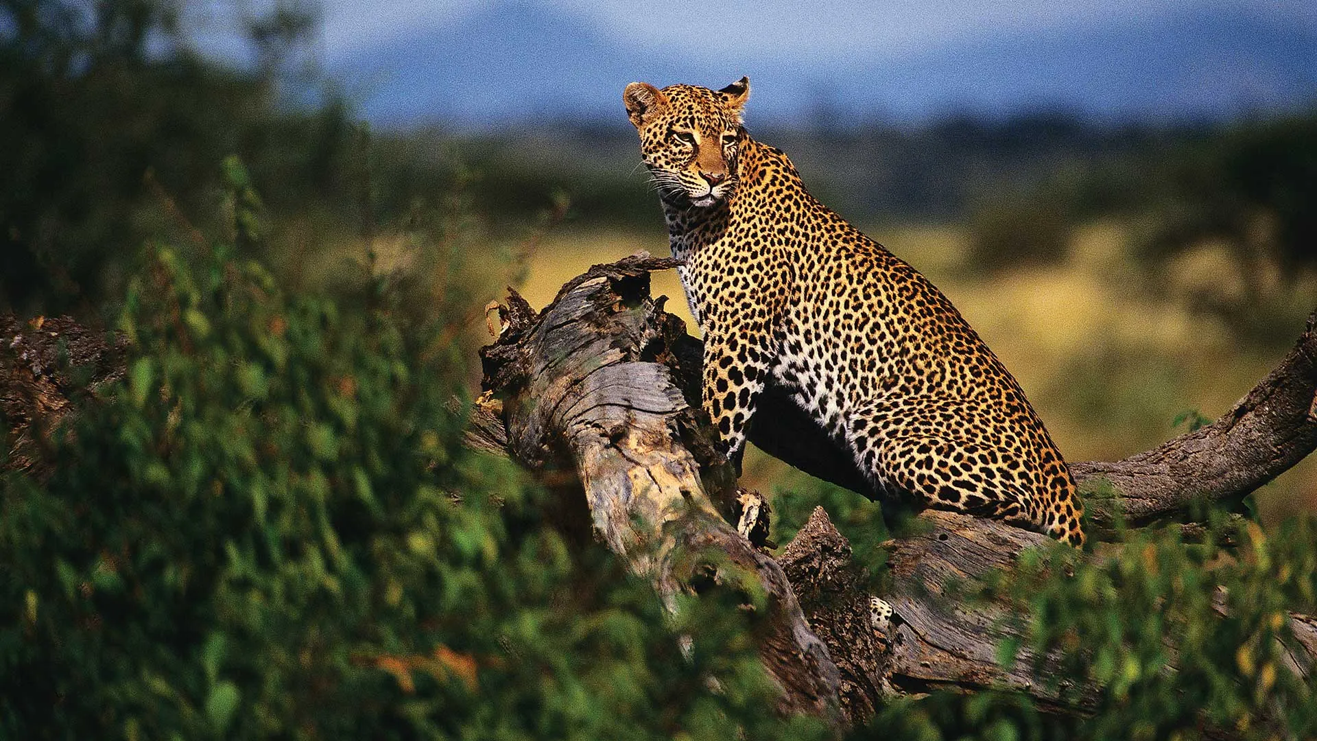 leopard8b6bf76f-3f8c-0108-2fc1-d3540627d3dd.webp