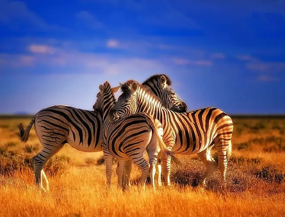 masai-kenya-1.webp