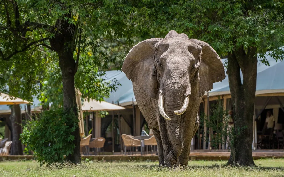 masai-mara-4-1.webp