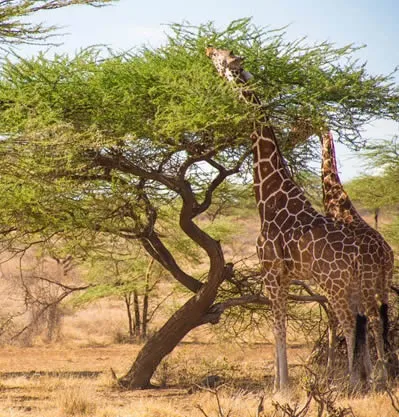 samburu6-3.webp