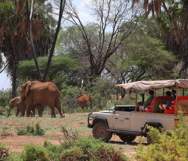 samburu8-2.webp