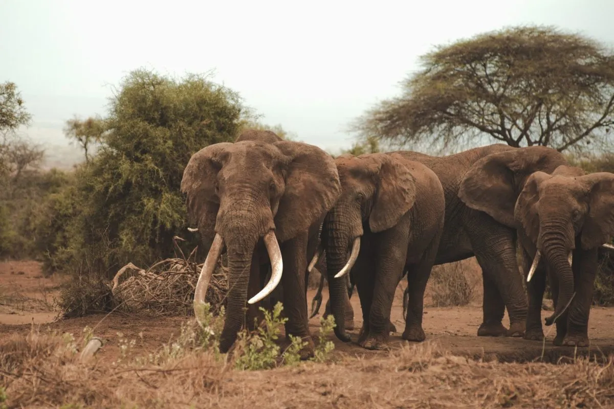 tawi-amboseli-kenya-elephants.webp