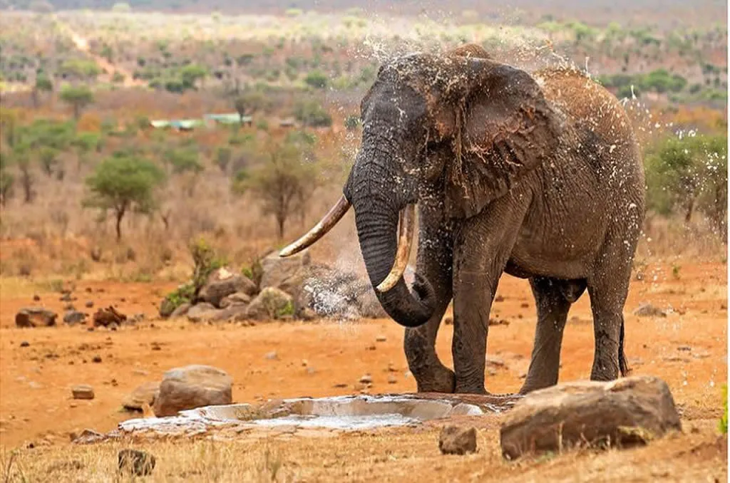 tourist-attractions-in-tsavo-west-national-park-1.webp