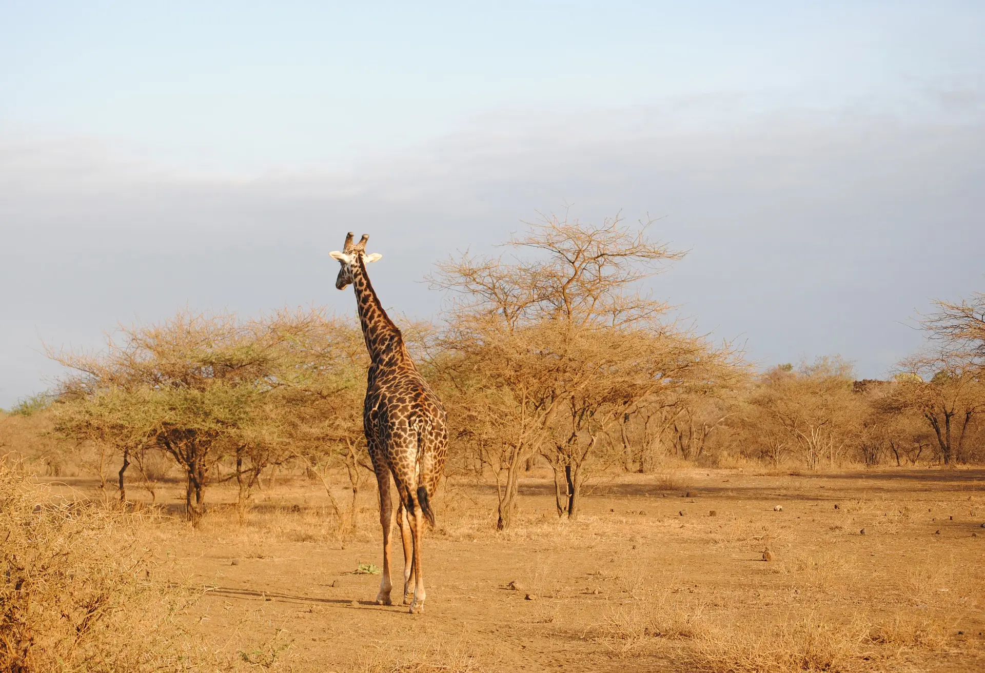 tsavo-kenya.jpg.webp